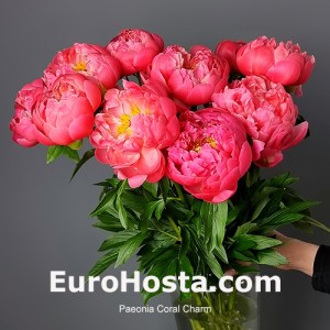 Paeonia Coral Charm