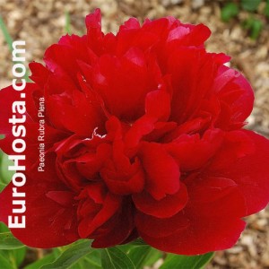 Paeonia lactiflora Rubra Plena