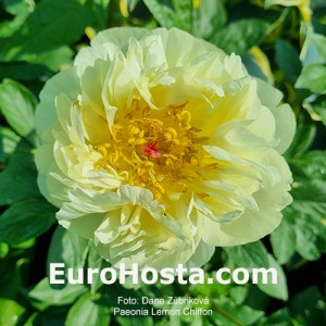 Peony Lemon Chiffon