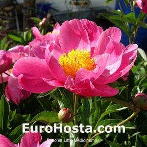 Peonia Little Medicineman