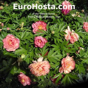 Paeonia Magical Mystery Tour