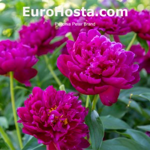 Paeonia Peter Brand