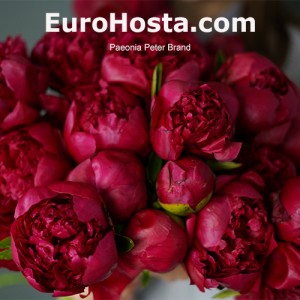 Paeonia Peter Brand