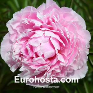 Paeonia Sarah Bernhardt