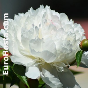 Paeonia White Towers