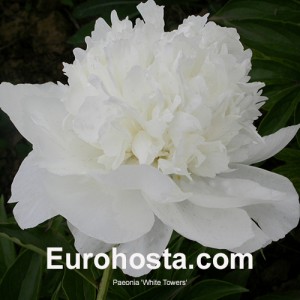 Paeonia White Towers