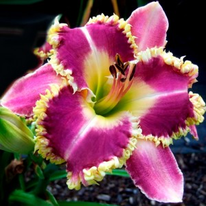 Hemerocallis Pastor Z.