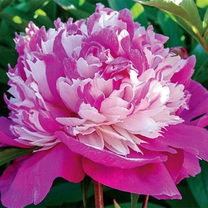 Paeonia Celebrity