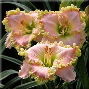 Hemerocallis Princess Diana