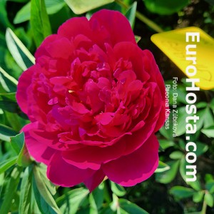 Paeonia Pivónia Kansas
