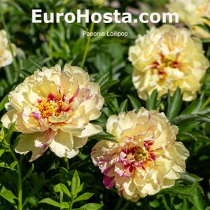 Paeonia Lollipop