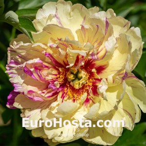 Paeonia Lollipop