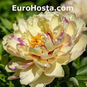 Paeonia Lollipop