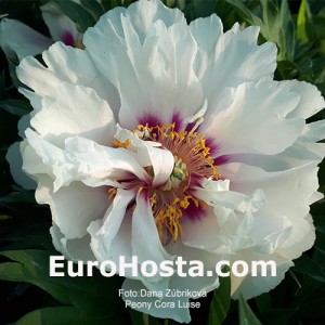 Peony Cora Luise