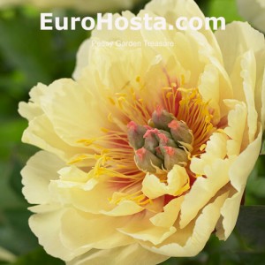Pivónia - pivonka (Itoh)  Garden Treasure | EUROHOSTA