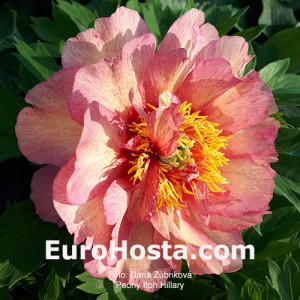 Paeonia Itoh Hillary