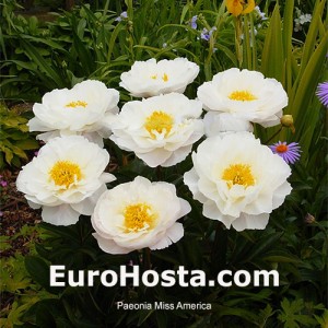 Paeonia Miss America