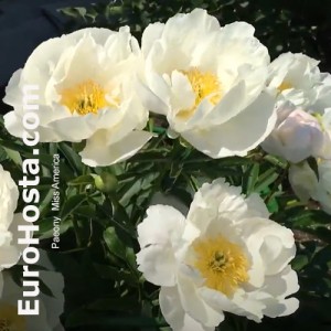 Paeonia Miss America