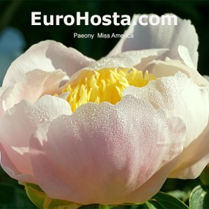 Paeonia Miss America