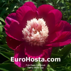 Paeonia White Cap