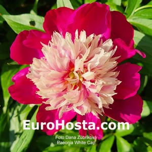 Paeonia White Cap