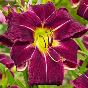 Hemerocallis Paint in Black