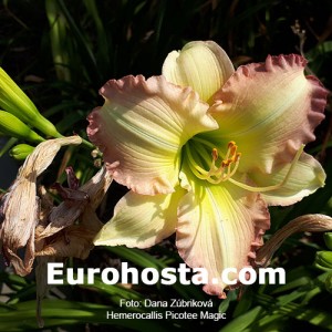 Hemerocallis Picotee Magic