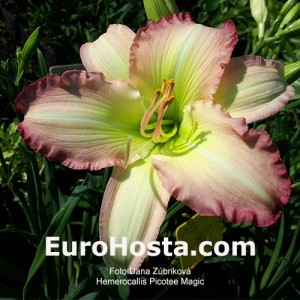 Hemerocallis Picotee Magic