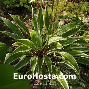 Hosta Proud Sentry - Eurohosta