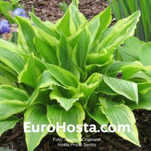 Hosta Proud Sentry - Eurohosta