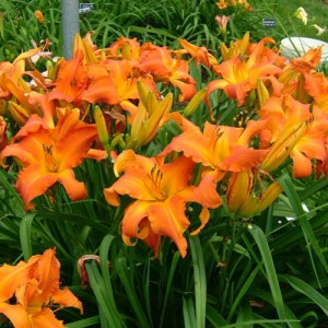 Hemerocallis Primal Screem