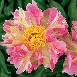 Paeonia Pink Spritzer