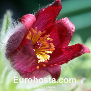 Pulsatilla vulgaris Red