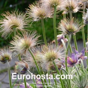 Pulsatilla vulgaris Blue