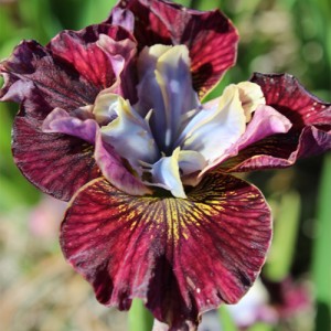 Iris Peacock Butterfly Painted Woman