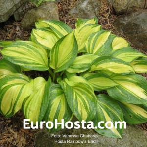 Hosta Rainbow's End - Eurohosta