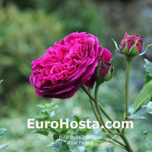 Ruža Falstaff - Eurohosta