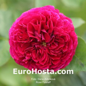 Ruža Falstaff - Eurohosta