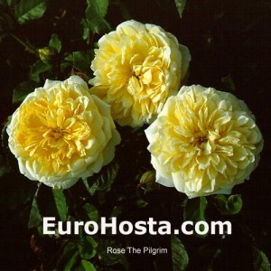 Ruža The Pilgrim - Eurohosta