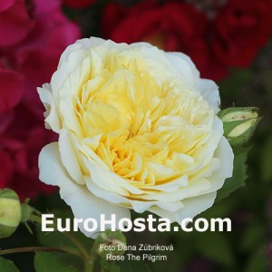 Ruža The Pilgrim - Eurohosta