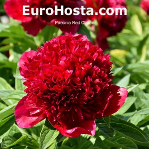 Paeonia Red Charm