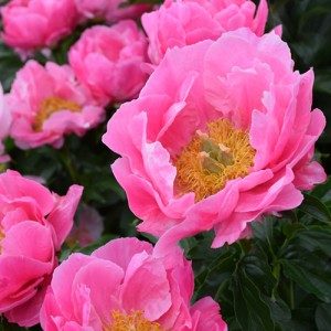 Paeonia Paula Fay 