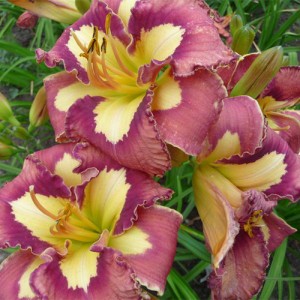 Hemerocallis Spacecoast Behavior Pattern