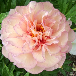 Paeony Scrumdiddlyumptious