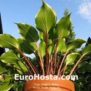 Hosta Secret Treasure