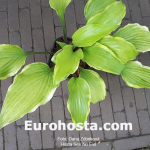 Hosta See No Evil 