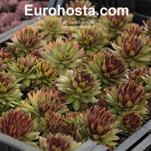 Sempervivum