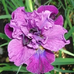 Iris Spindazzle