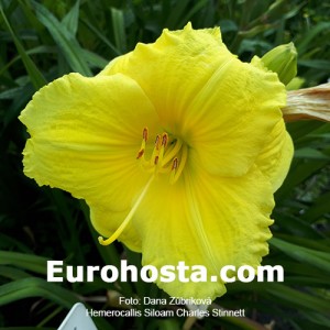 Hemerocallis Siloam Charles Stinnett - Eurohosta