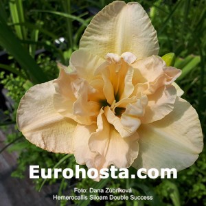 Hemerocallis Siloam Double Success